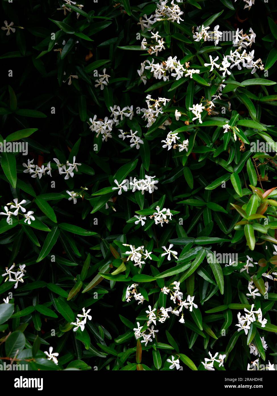 Closeup of the white flowering evergreen garden climbing plant trachelospermum jasminoides waterwheel seen with flowers and green leaves. Stock Photo