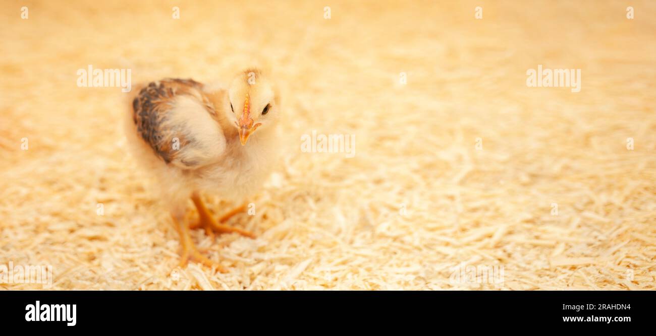 small chicken in chicken coop, sawdust litter, bird breeding, concept