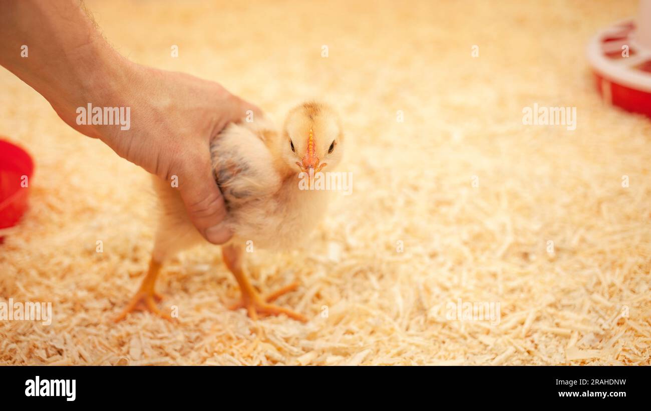 small chicken in chicken coop, sawdust litter, bird breeding, concept