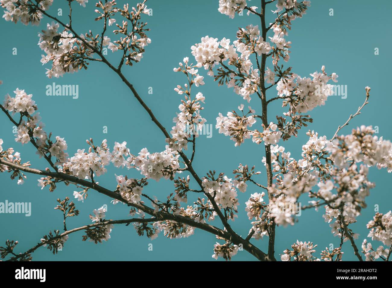 Beautiful cherry blossom sakura in spring time Stock Photo - Alamy