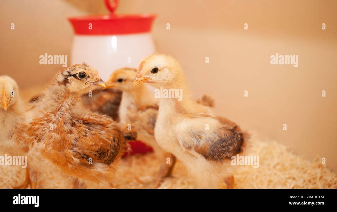 Chicks in chicken coop, sawdust litter, wooden house for chickens