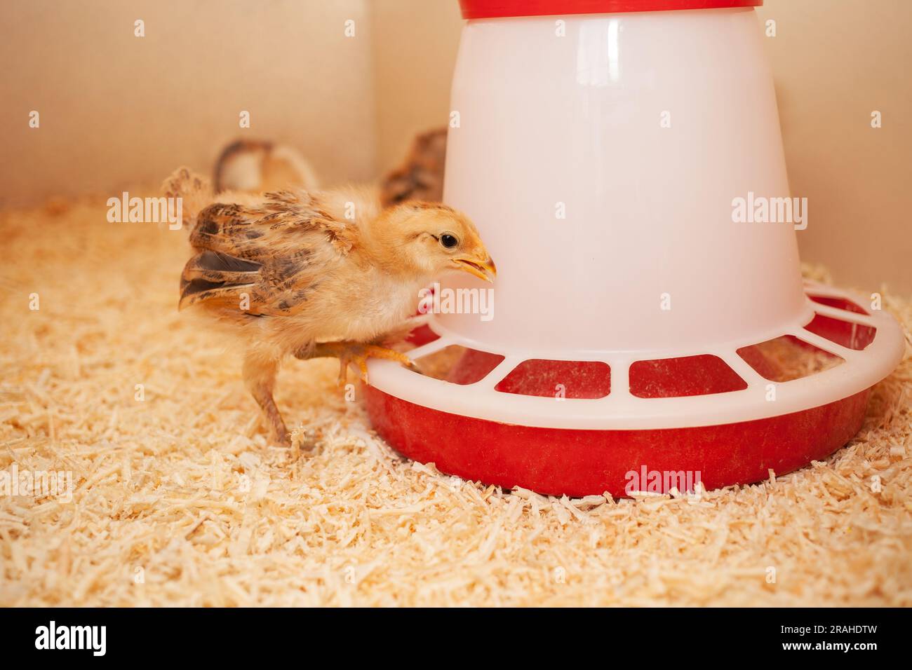 Chicks in chicken coop, sawdust litter, wooden house for chickens