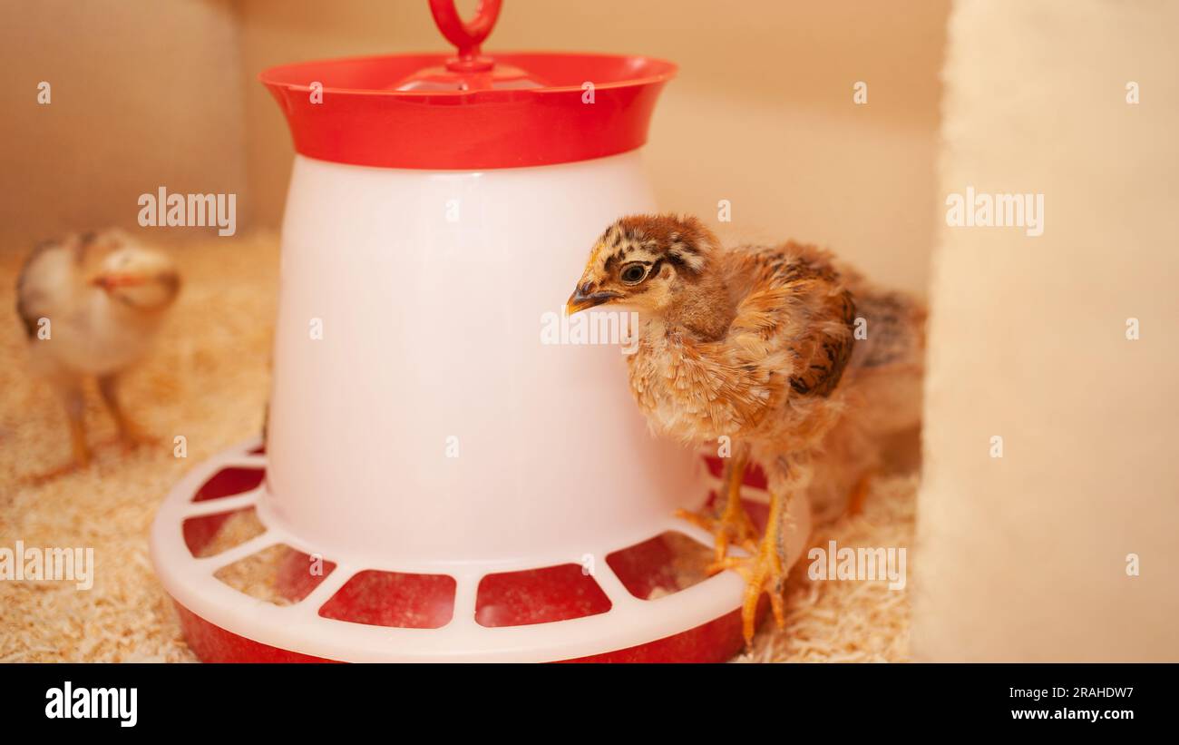 Chicks in chicken coop, sawdust litter, wooden house for chickens
