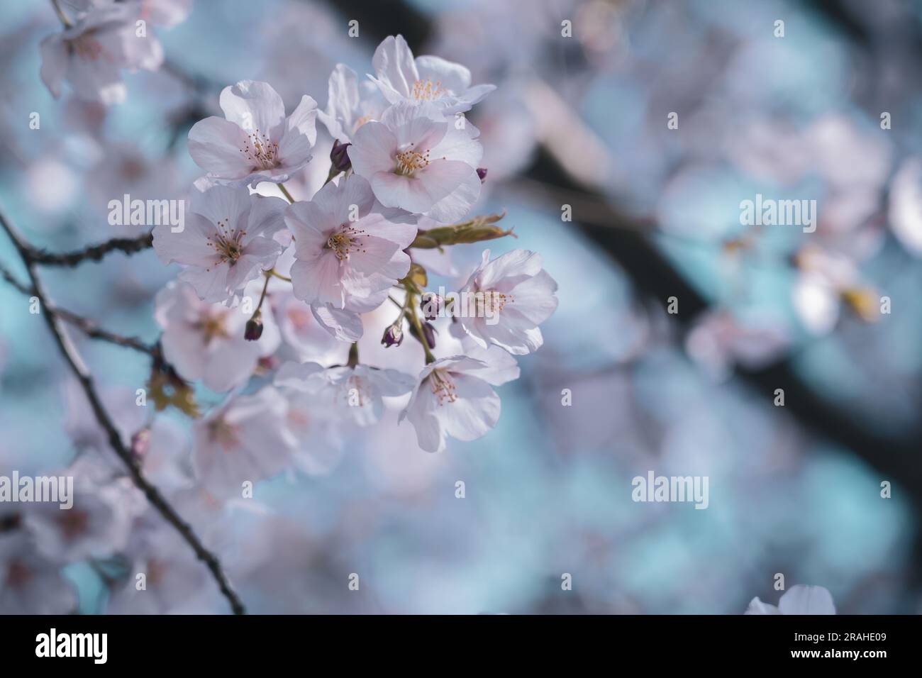 Beautiful cherry blossom sakura in spring time Stock Photo - Alamy