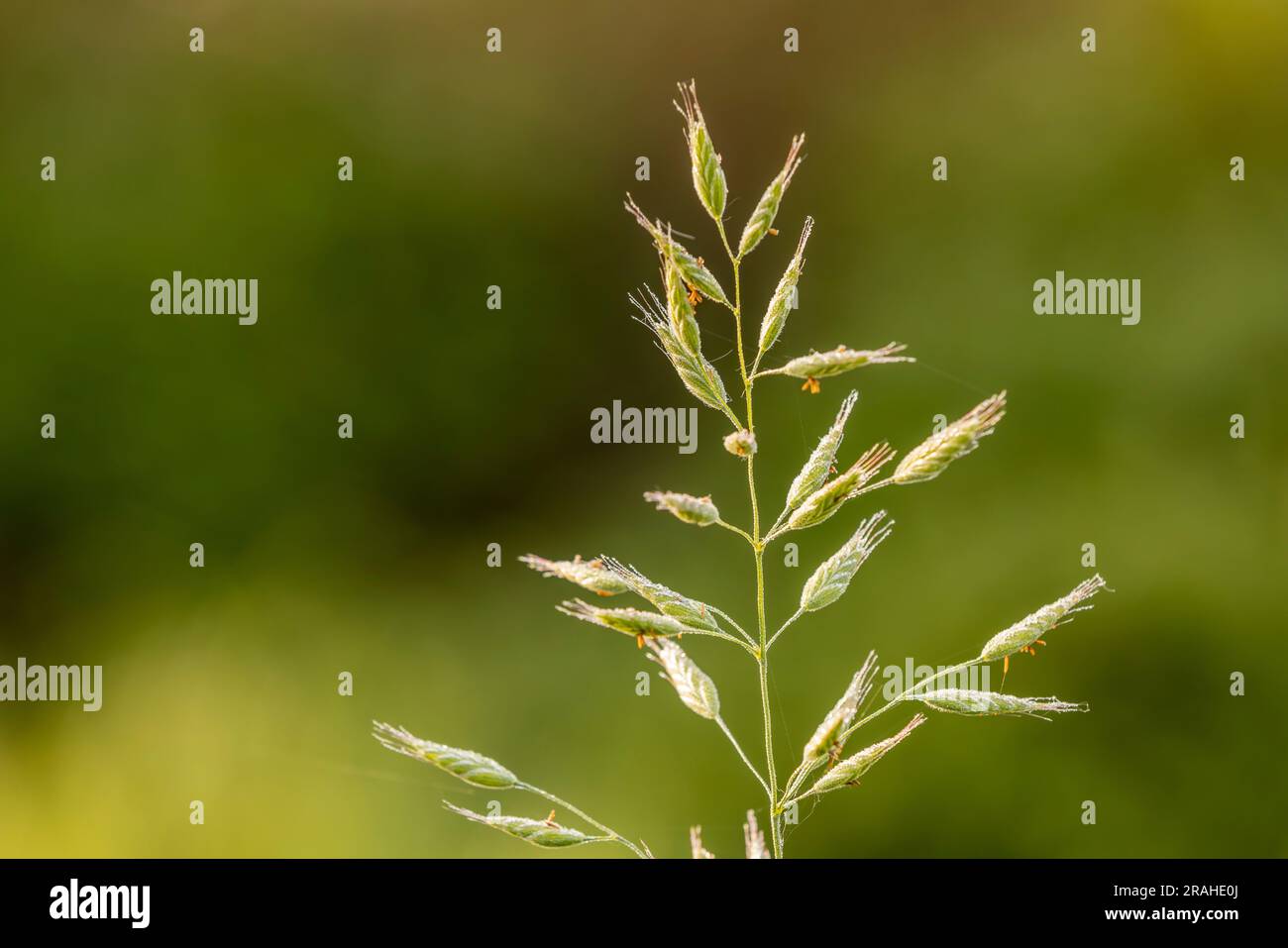 Bracknell, Berkshire, England, UK, Local Area Photography Stock Photo