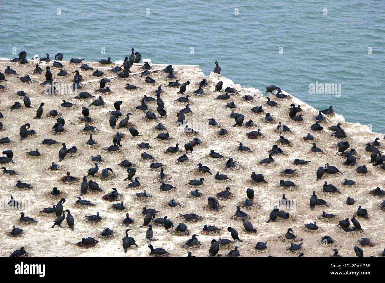 Flock of nesting Brandt's cormorants Urile penicillatus birds on a rocky outcrop Alcatraz Federal Penitentiary San Francisco California USA Stock Photo