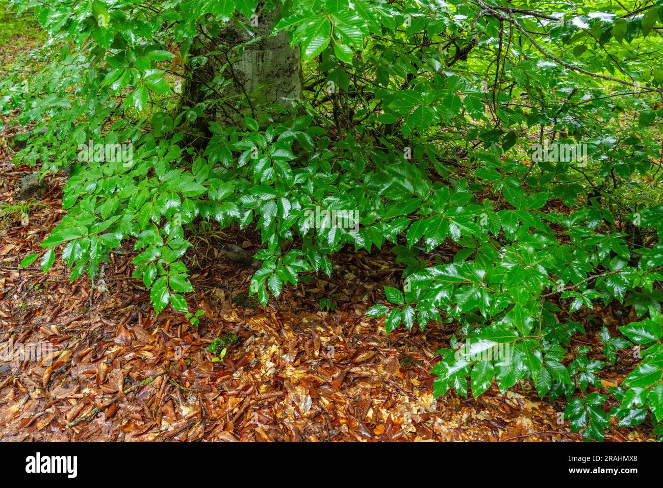 Wet green leaves in hi-res stock photography and images - Alamy