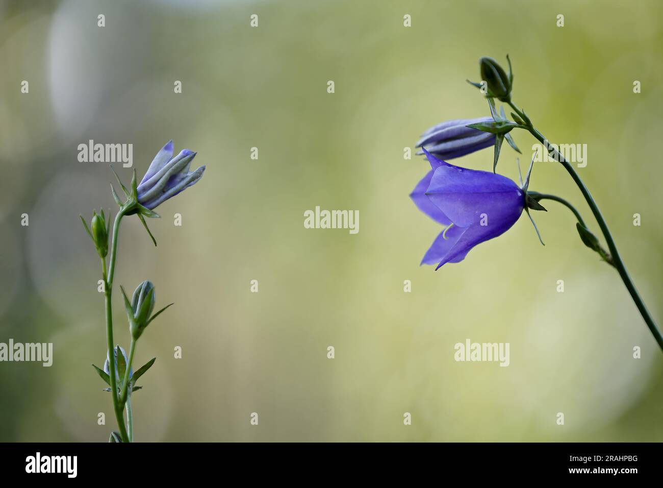 Two peach-leaved bellflower , Campanula persicifolia facing each other on light green background Stock Photo
