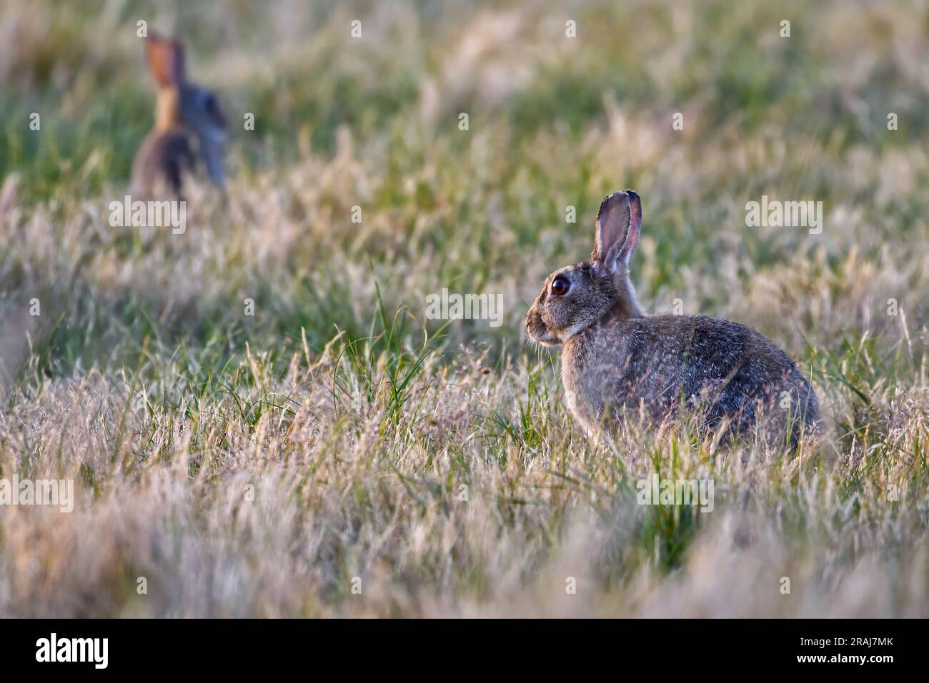 A pair of cute rabbits Stock Photo