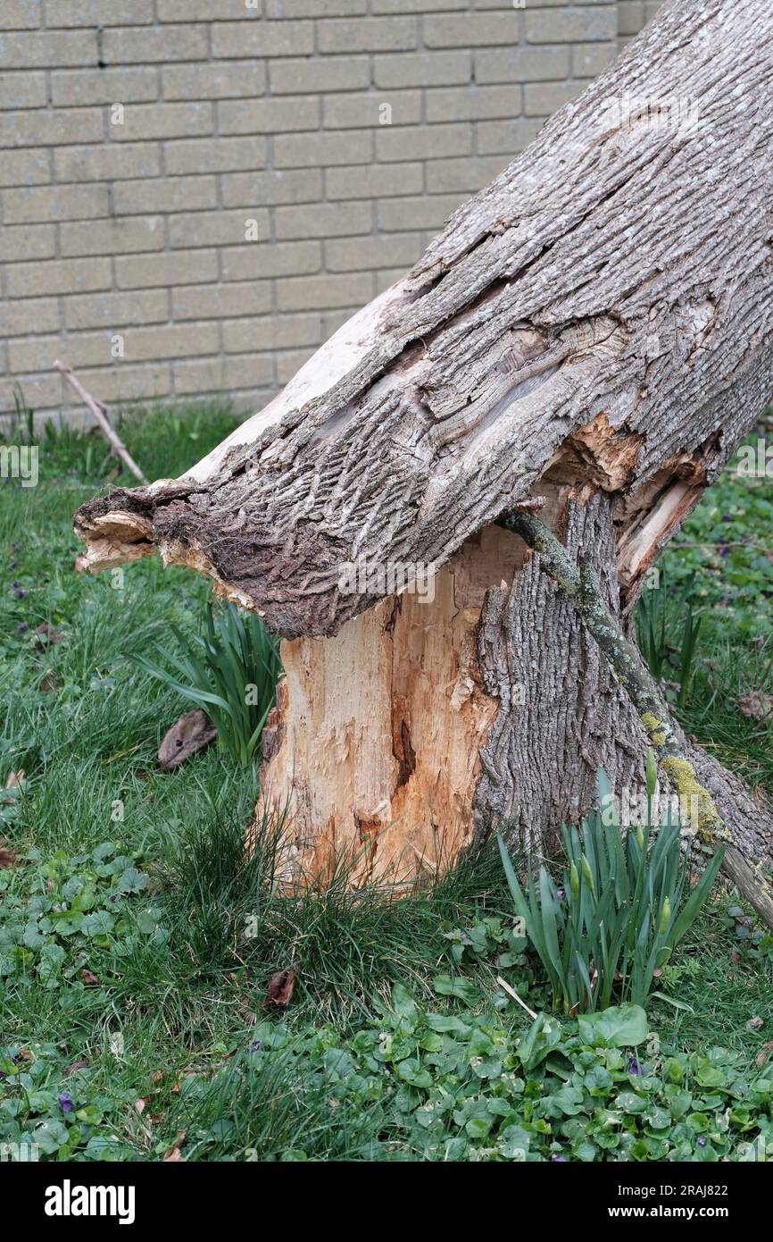 Storm damaged tree in West Sussex Stock Photo