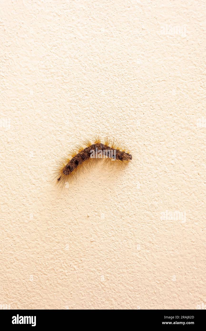 Small moth larva on the wall Stock Photo Alamy