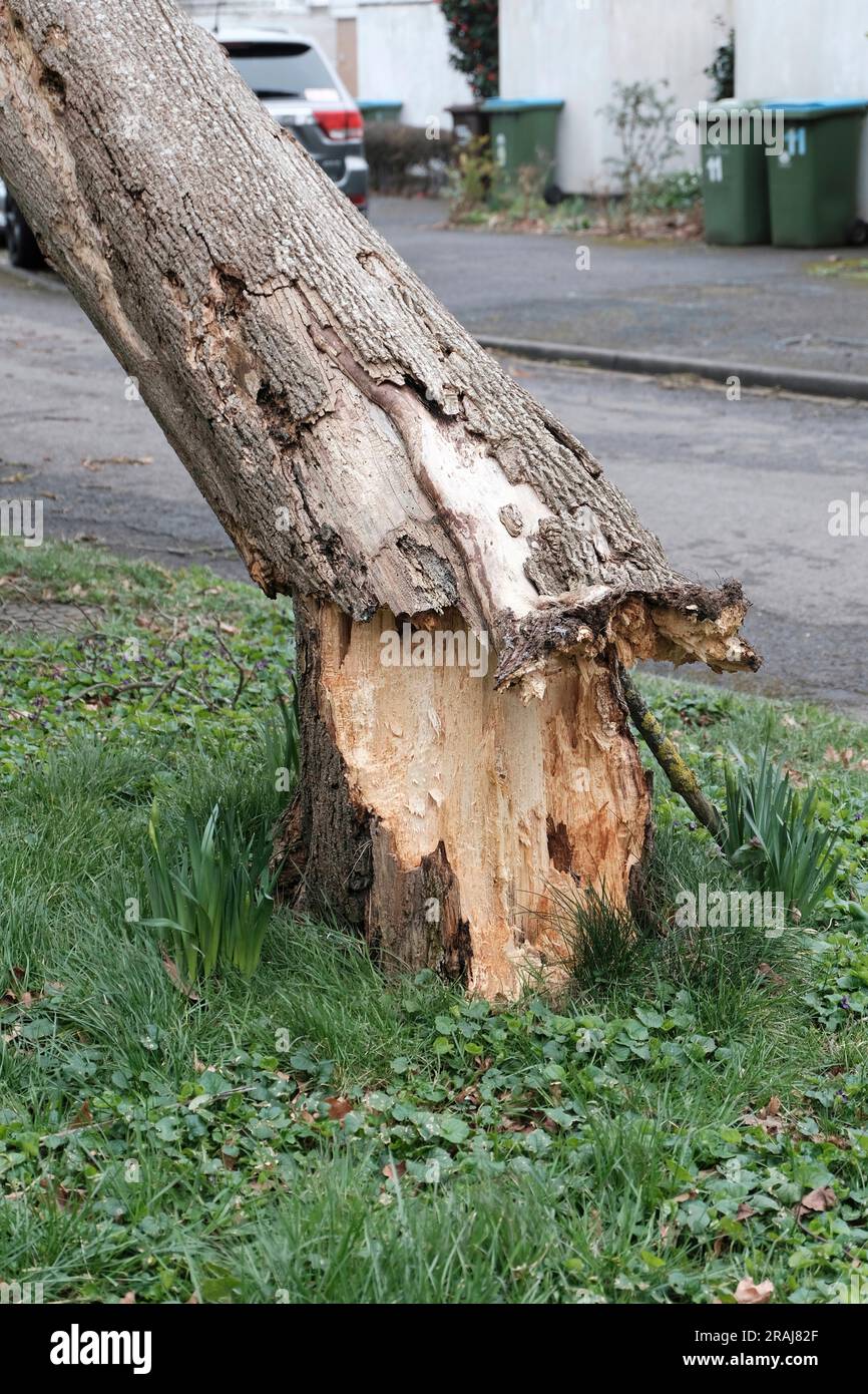 Storm damaged tree in West Sussex Stock Photo