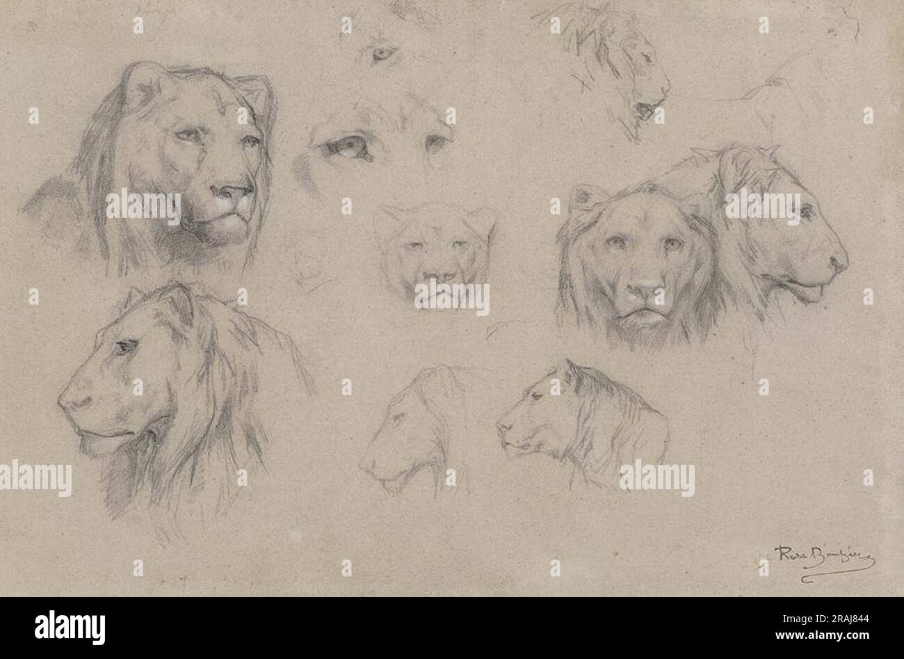 Study of Heads of Lions and Lionesses Stock Photo - Alamy