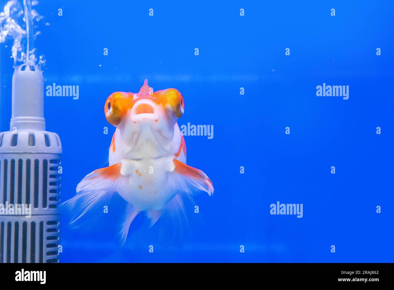 Picture of The goldfish in the cabinet on blue background Stock Photo - Alamy