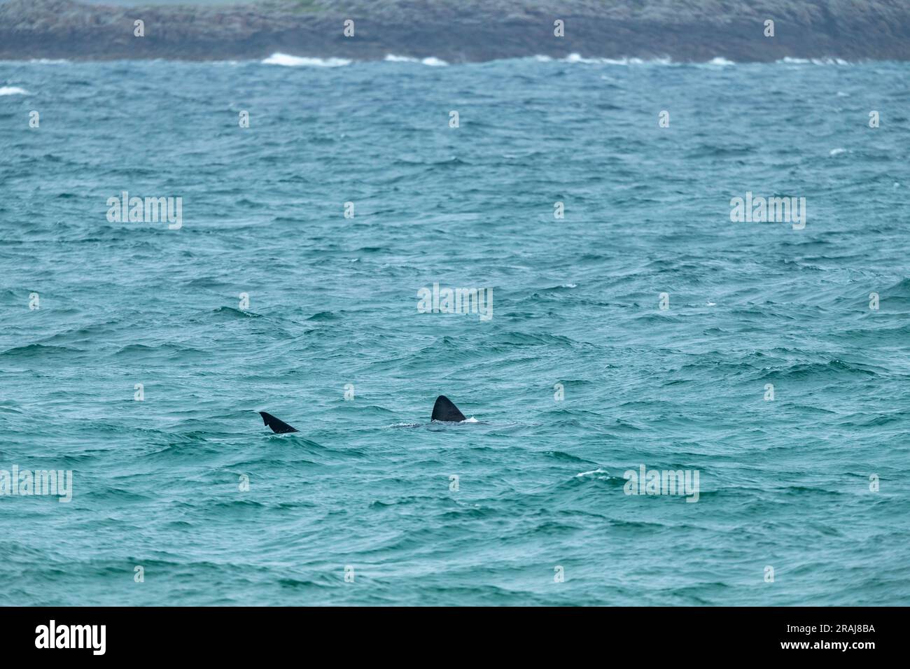 Basking shark Cetorhinus maximus, dorsal fin at surface, Crossapol, Tiree, Scotland, UK, May Stock Photo