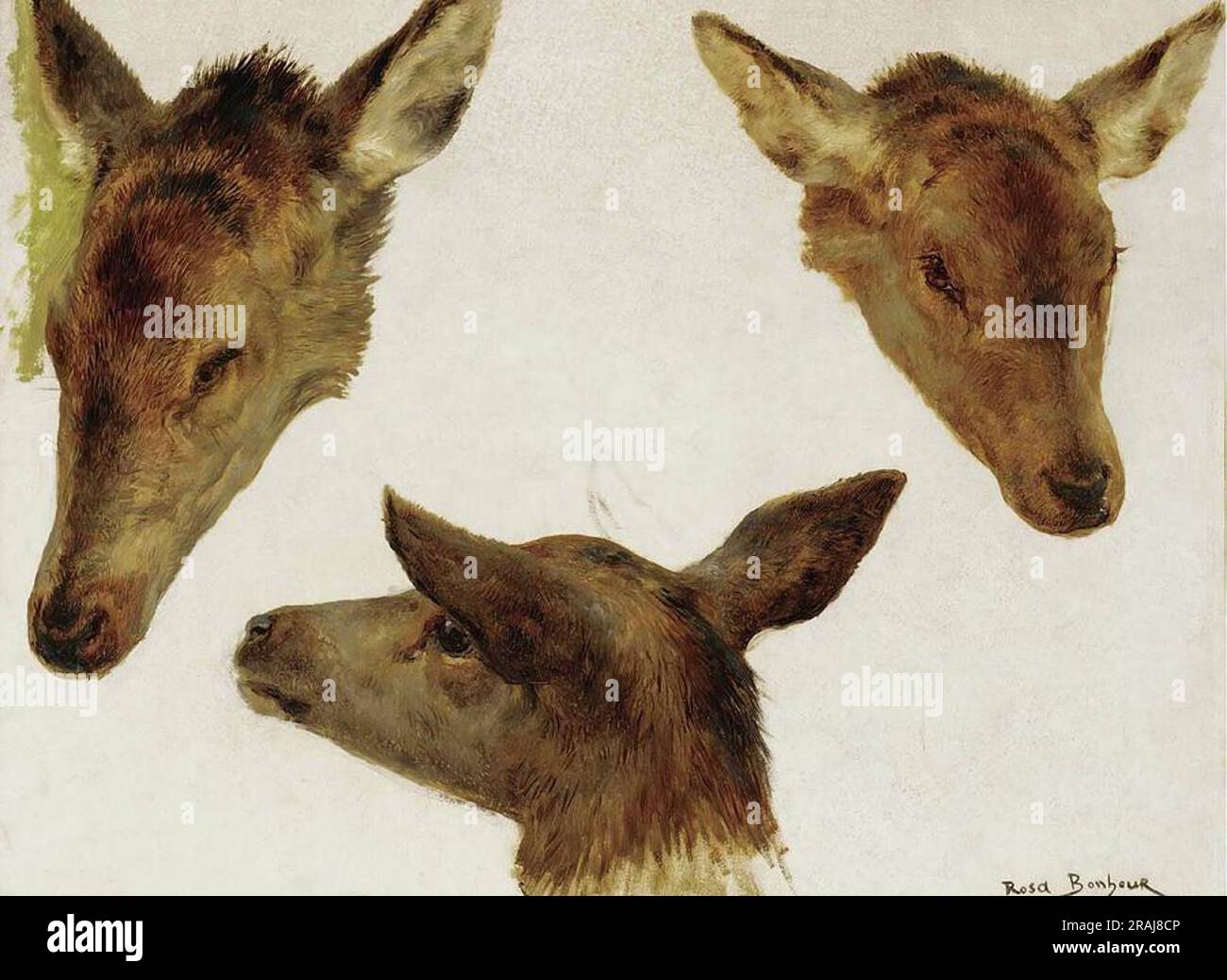 Study of Deer Heads Stock Photo Alamy
