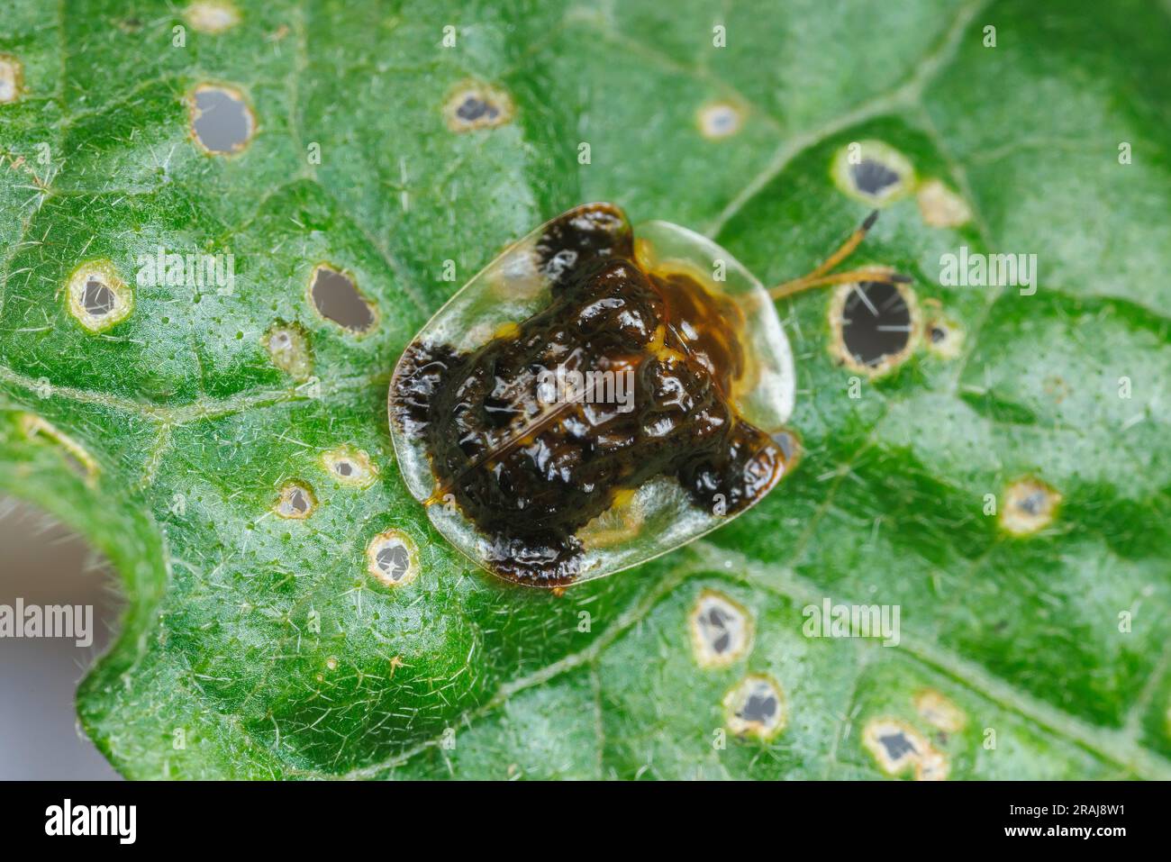 Clavate Tortoise Beetle (Helocassis clavata) on a Carolina Horsenettle (Solanum carolinense) leaf. Stock Photo