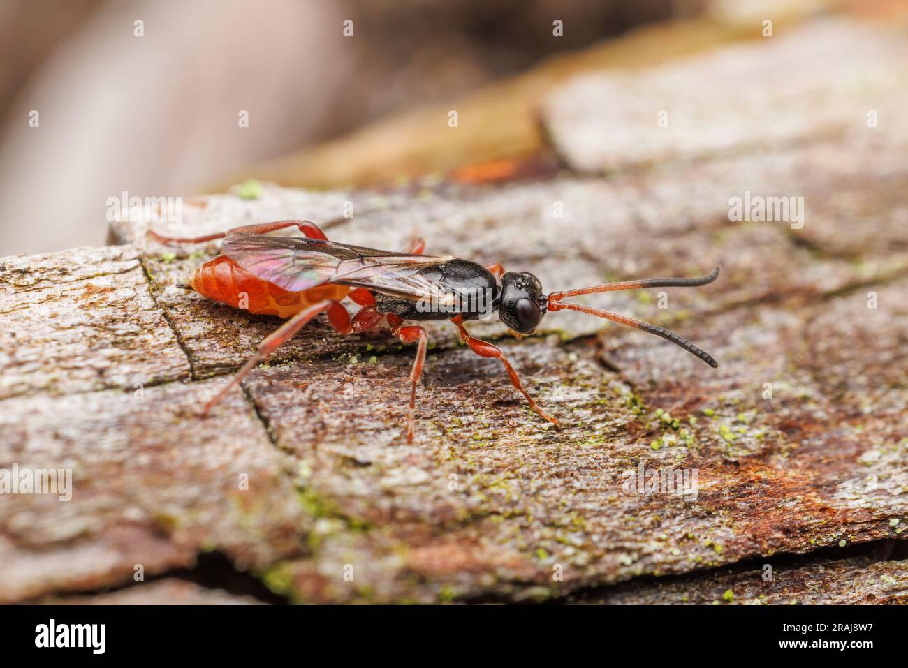 Ichneumonid Wasp (Ichneumonidae) - Female Stock Photo - Alamy