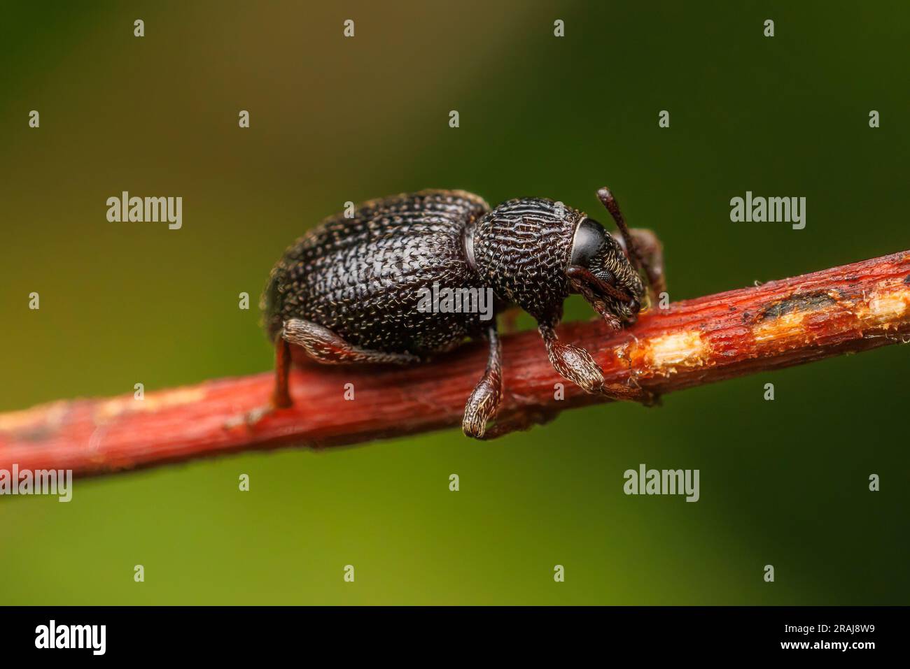 Strawberry Root Weevil (Otiorhynchus ovatus) Stock Photo
