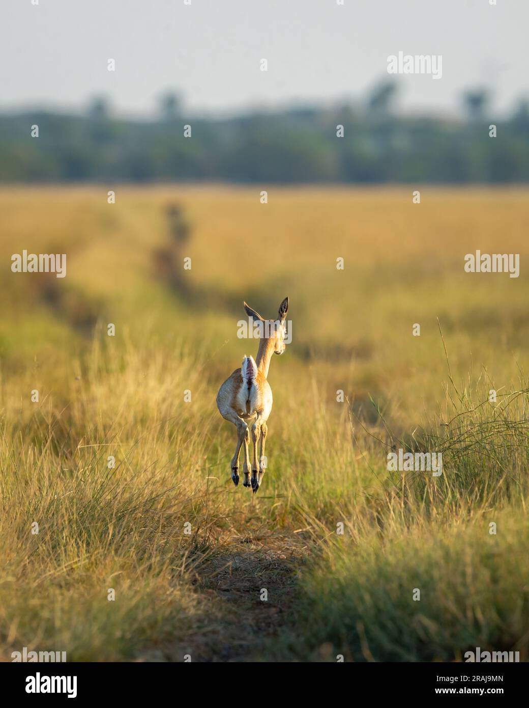 wild female blackbuck or antilope cervicapra or Indian antelope back