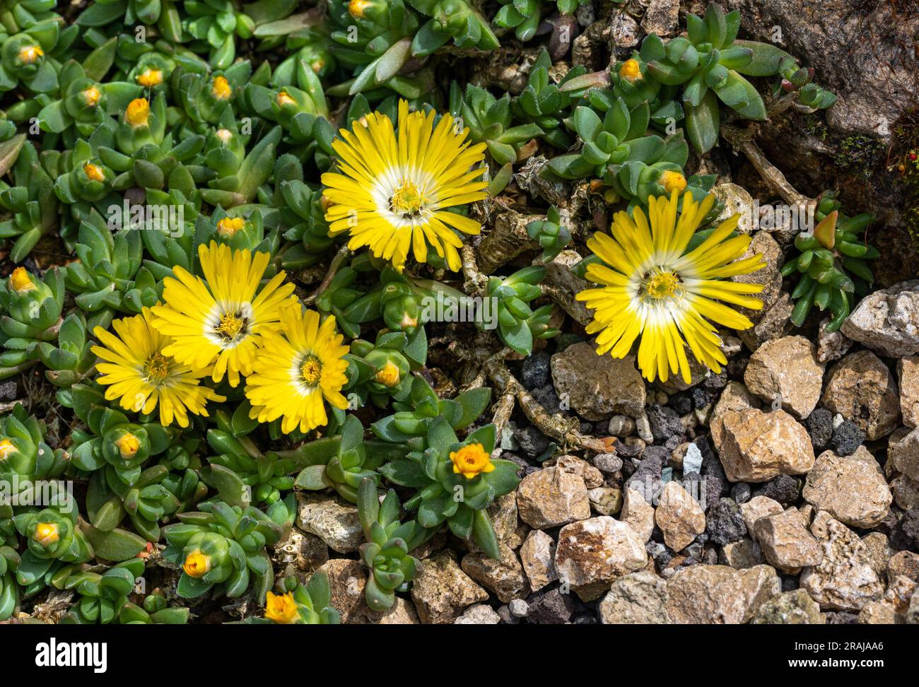 Hardy yellow  Ice Plant (midday flower, Delosperma cooperi, Mesembryanthemum cooperi), flower, native to Africa Stock Photo