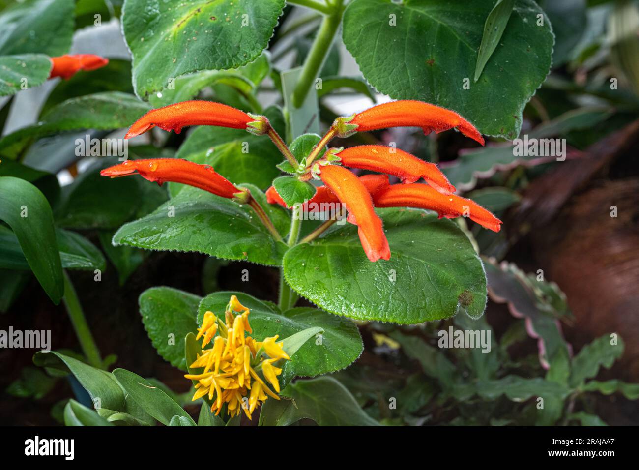 Cardinal flower (Gesneria cardinalis or Sinningia cardinalis), Gesneriaceae. Stock Photo