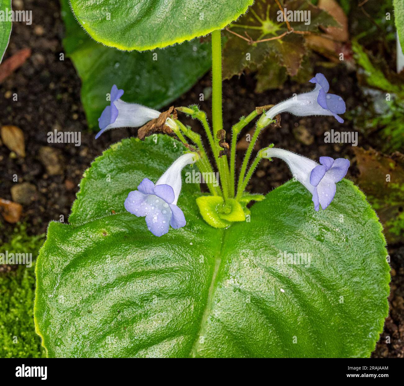 Microchirita lavandulacea, called the lavender microchirita native to southern Vietnam Stock Photo