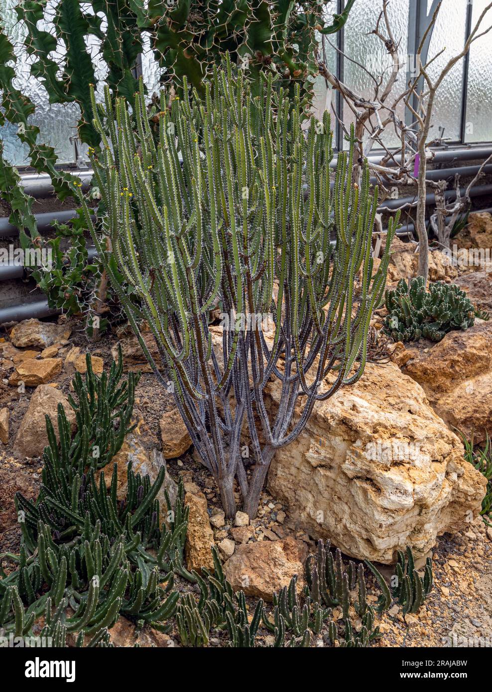 Euphorbia lydenburgensis is a much branched, spiny, cactus-like, succulent shrub with characteristic thin branchlets. Endemic to South Africa Stock Photo
