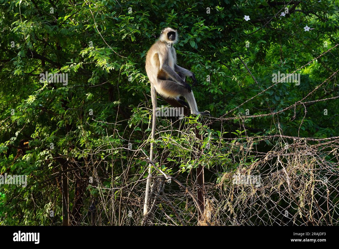 Langur monkeys at the Deer park in Pushkar, Rajasthan, India on 03 July ...