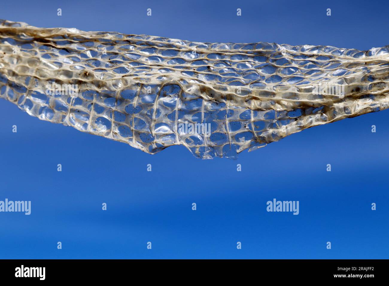 A snake skin that has been shed Stock Photo