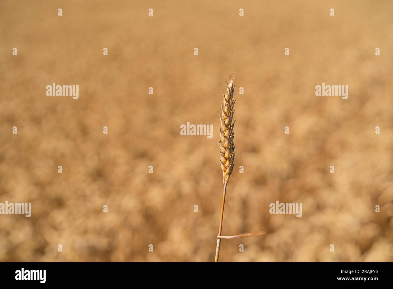 Golden ripe ears of wheat. Wheat field. Ears of golden wheat close up ...