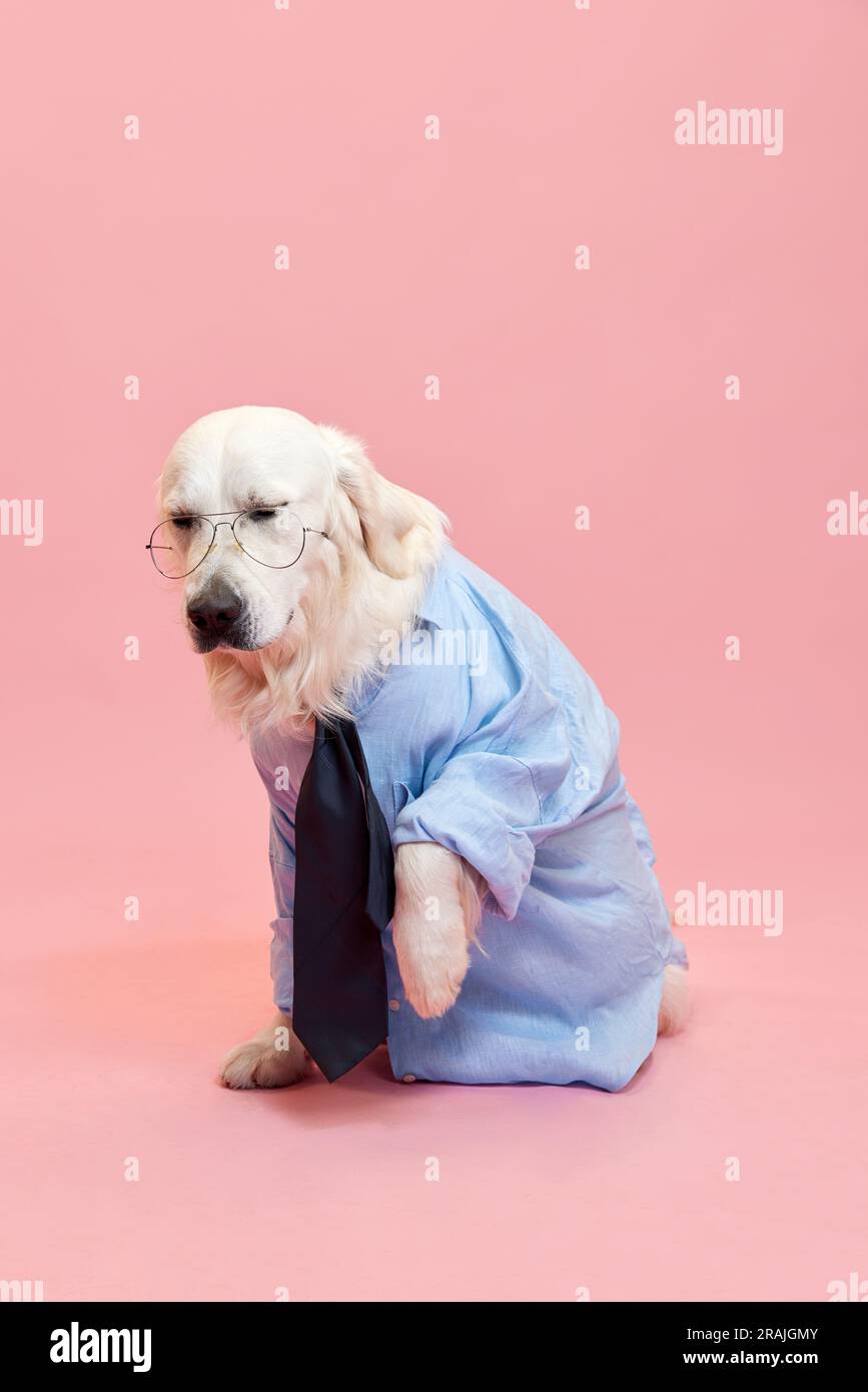 Beautiful purebred dog, golden retriever wearing formal shirt and tie against pink studio