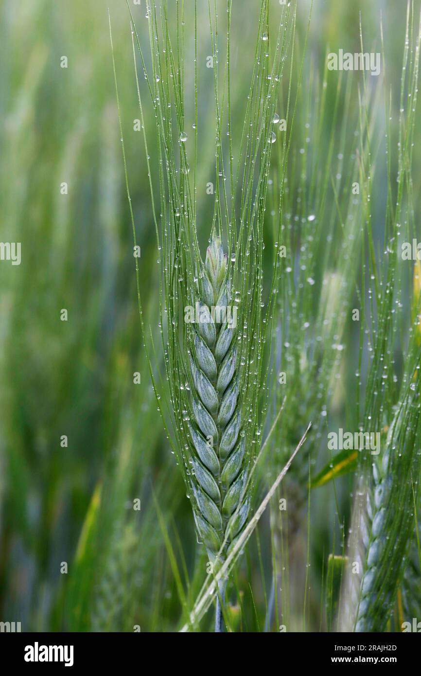 Wheat flour green ears hi-res stock photography and images - Alamy