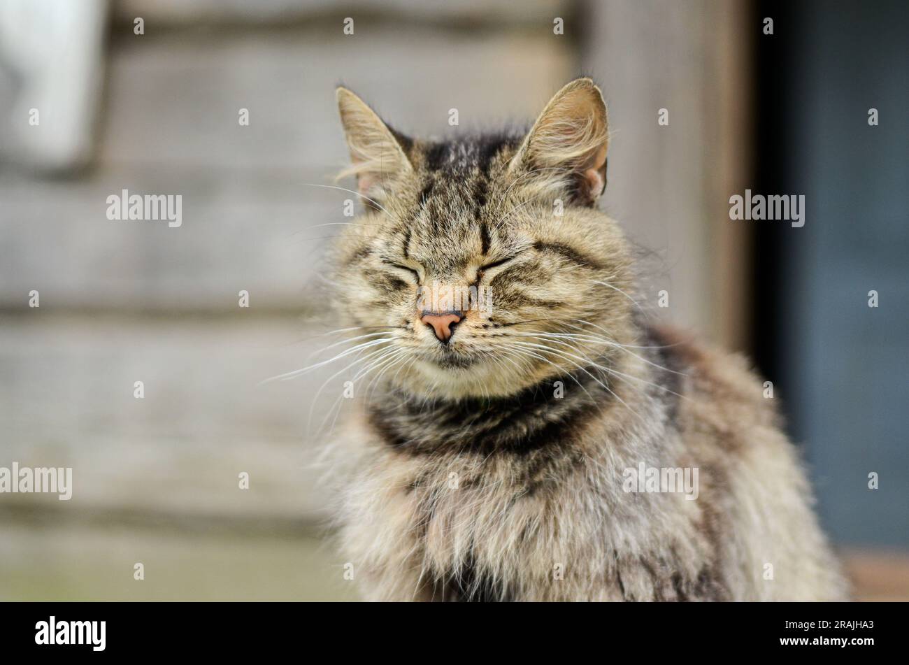 A relaxed sleepy cat with eyes closed Stock Photo - Alamy