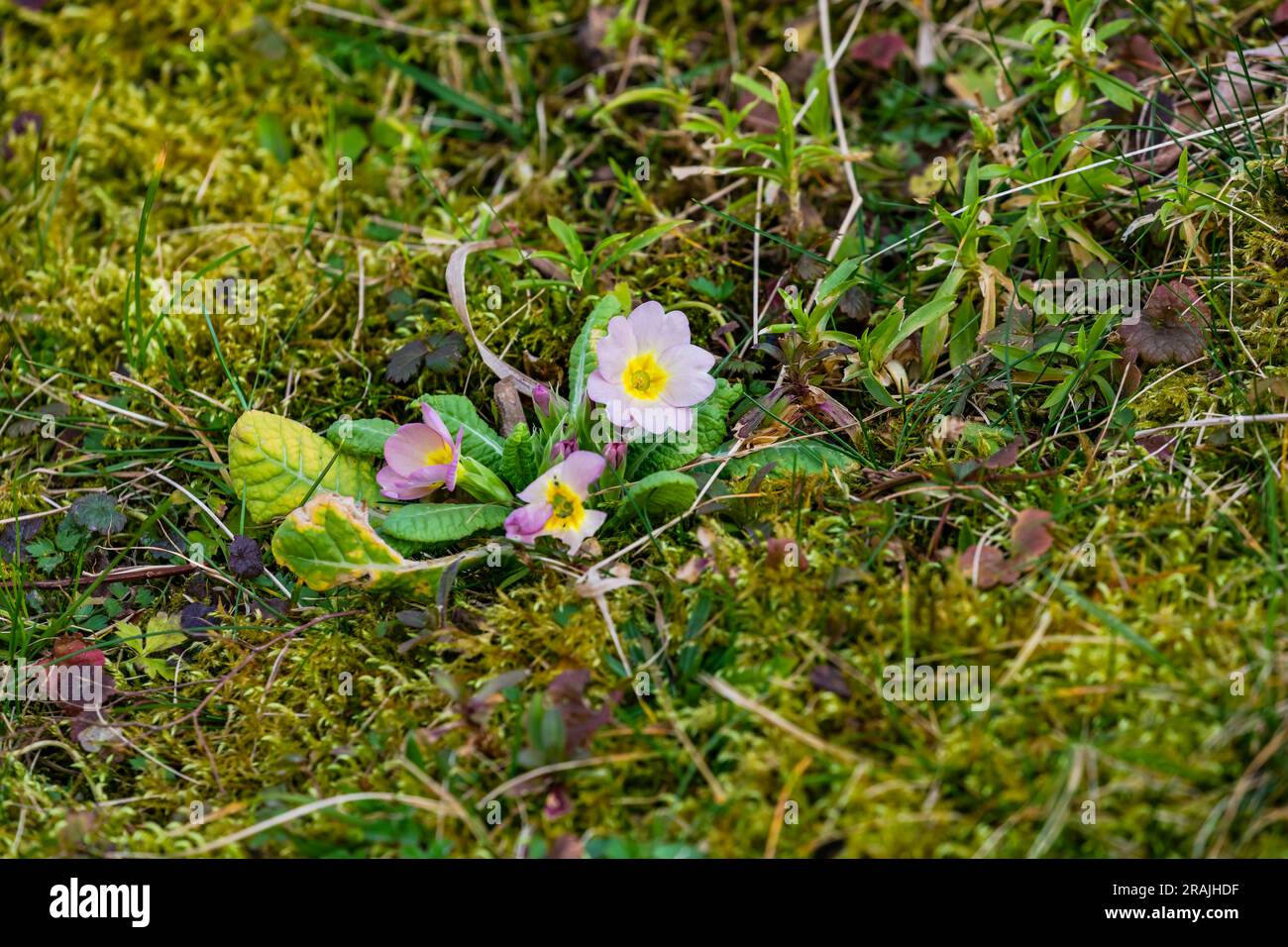 A white cowslip on an overgrown lawn heralds spring Stock Photo