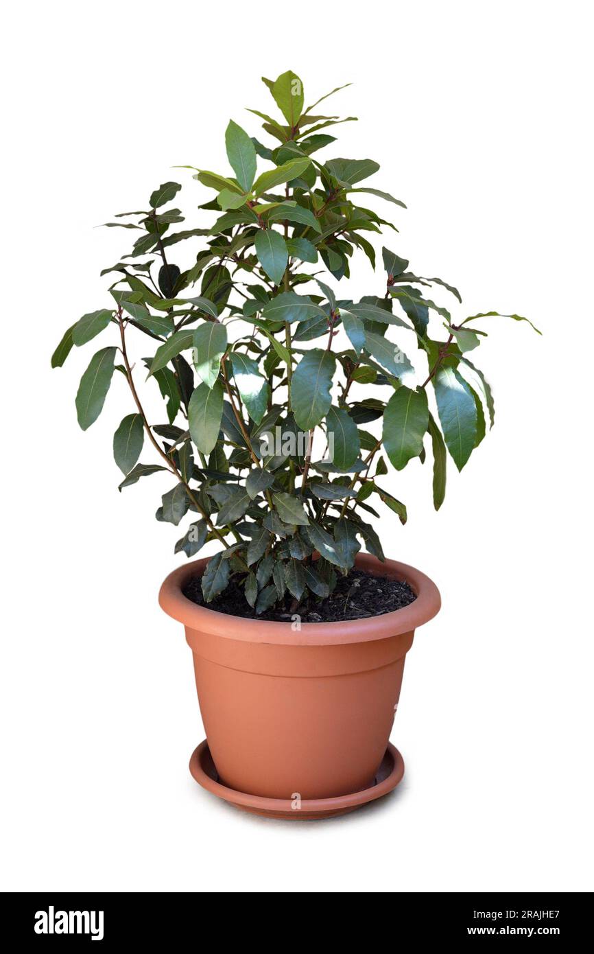 Potted bay laurel tree isolated on white background Stock Photo