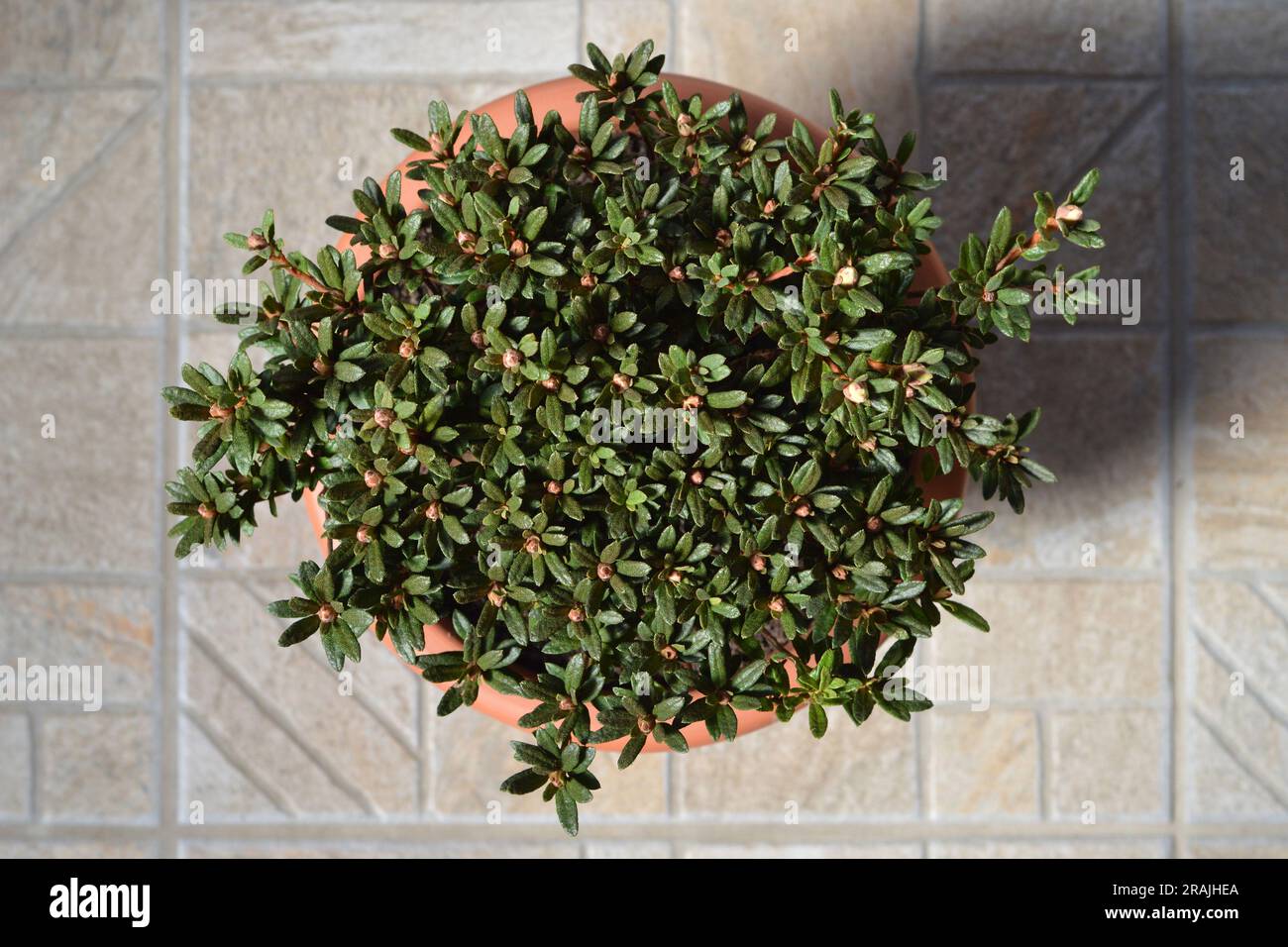 Top view of Chinese dwarf rhododendron in the flower pot Stock Photo