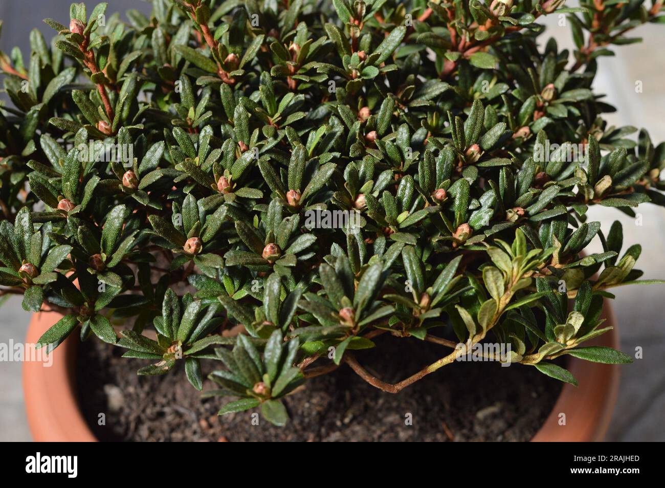 Close up of Chinese dwarf rhododendron with buds Stock Photo