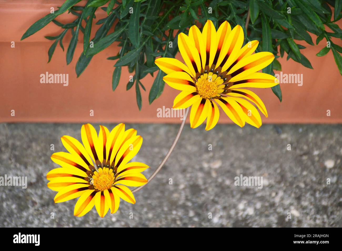 Gazania growing in flower pot Stock Photo