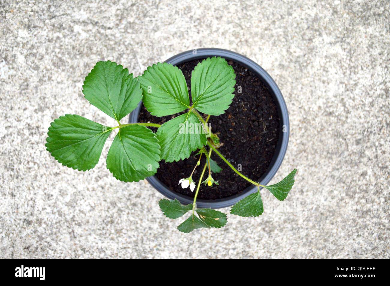 Strawberry plant in a pot Stock Photo Alamy