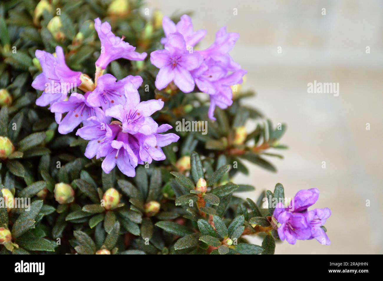 Close up of flowering Chinese dwarf rhododendron Stock Photo