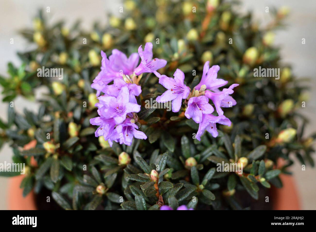 Close up of Chinese dwarf rhododendron Stock Photo