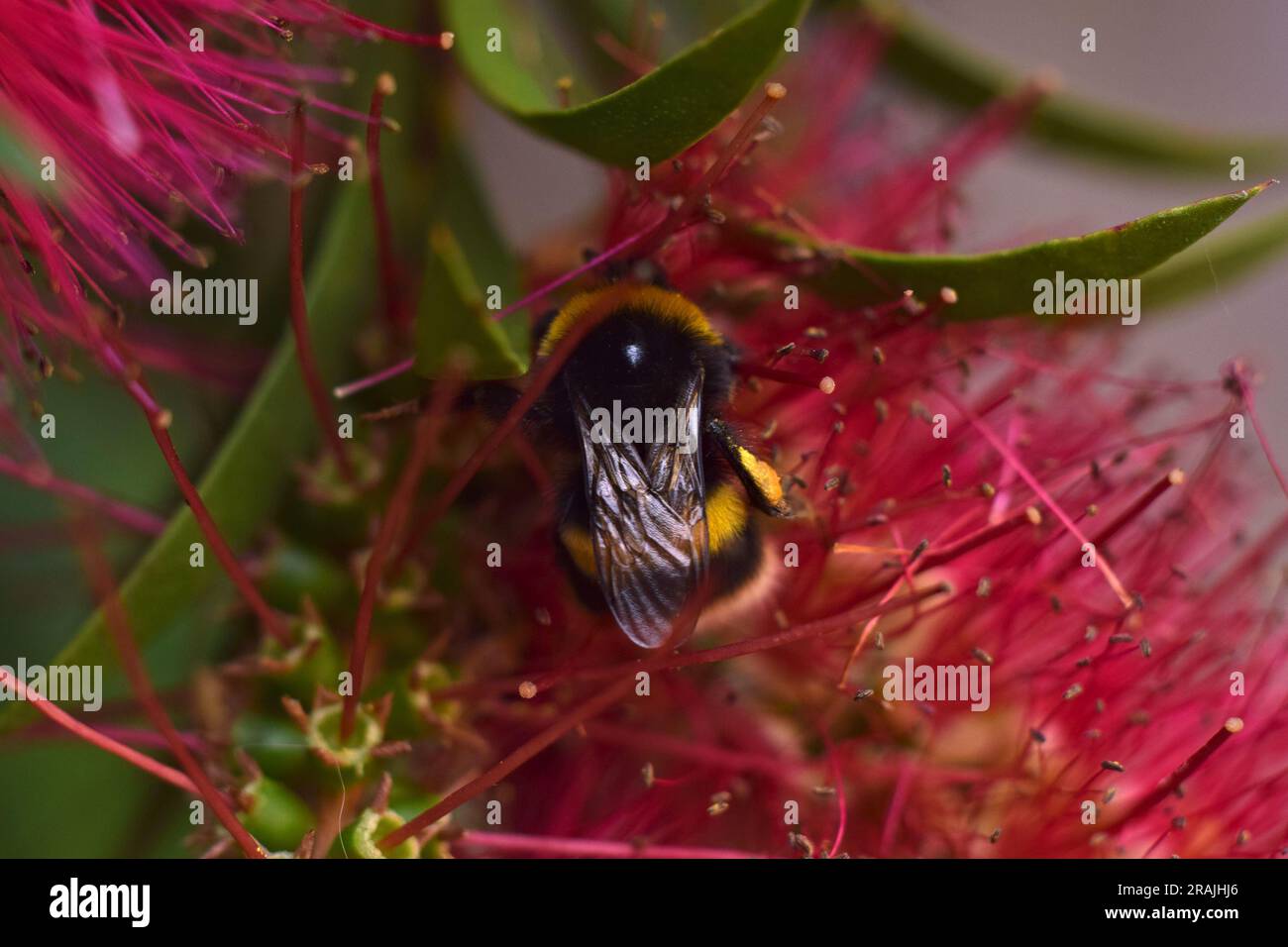 Pollinating Brushes Bumble bee pollinating and landing on brush flowers Stock Photo - Alamy