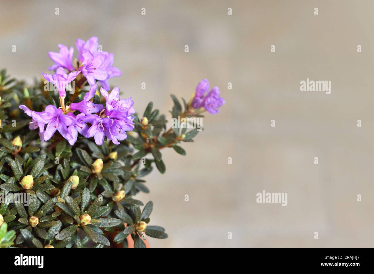 Chinese dwarf rhododendron background with copy space Stock Photo