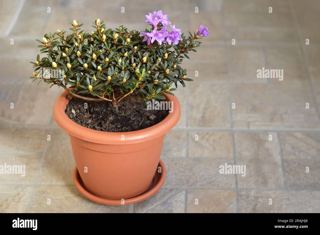 Flowering Chinese dwarf rhododendron planted in the flower pot Stock Photo