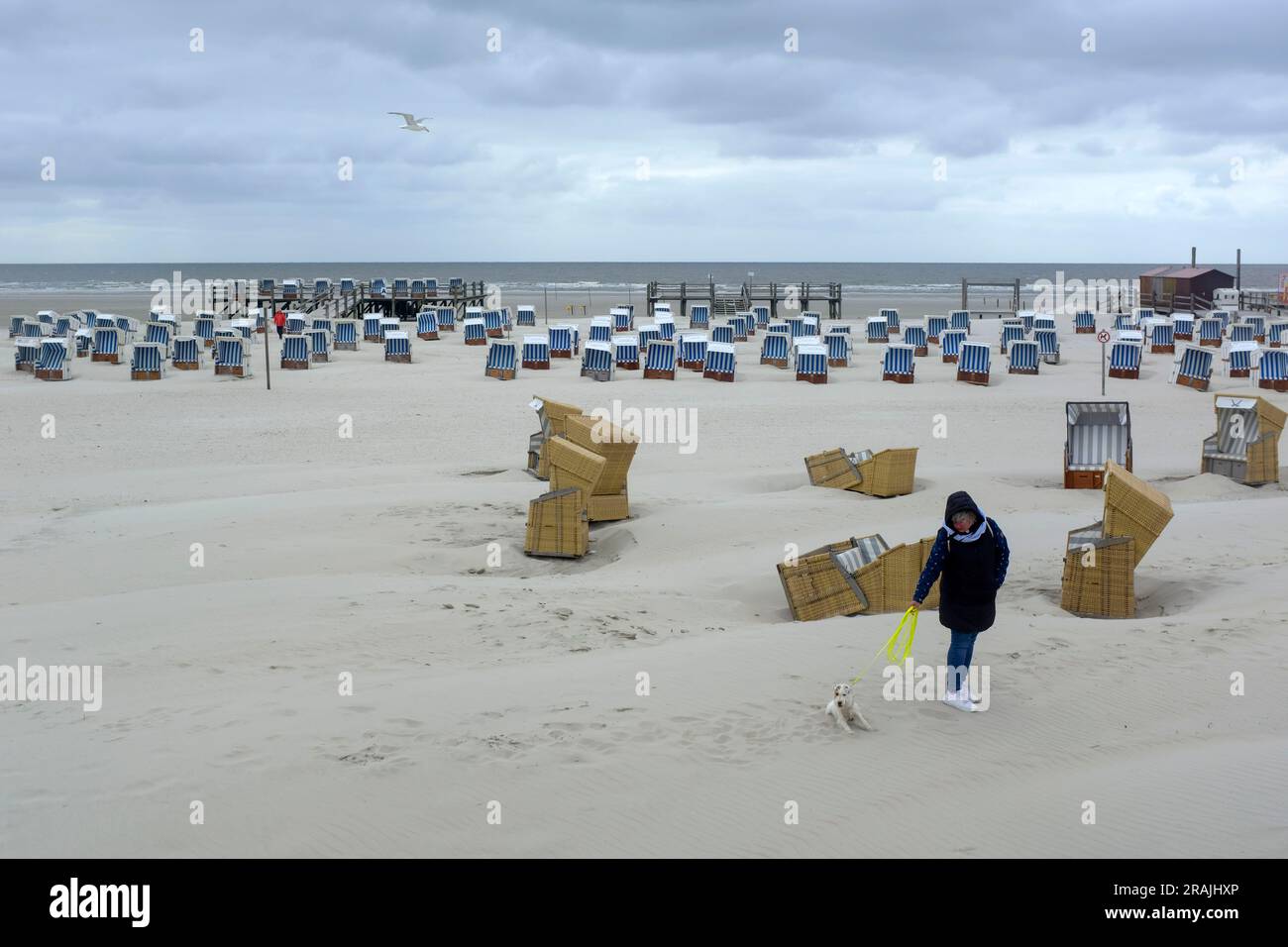 DEU, Deutschland, Schleswig-Holstein, St. Peter-Ording, 17.05.2023: einem Frau mit Foxterrier auf einem Spaziergang  vor leeren Strandkörben vor dem R Stock Photo