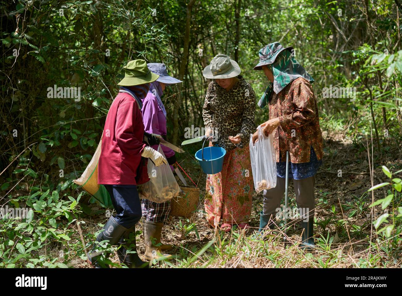 Thai people picking wild mushrooms in a forest, in Northern Thailand. Stock Photo