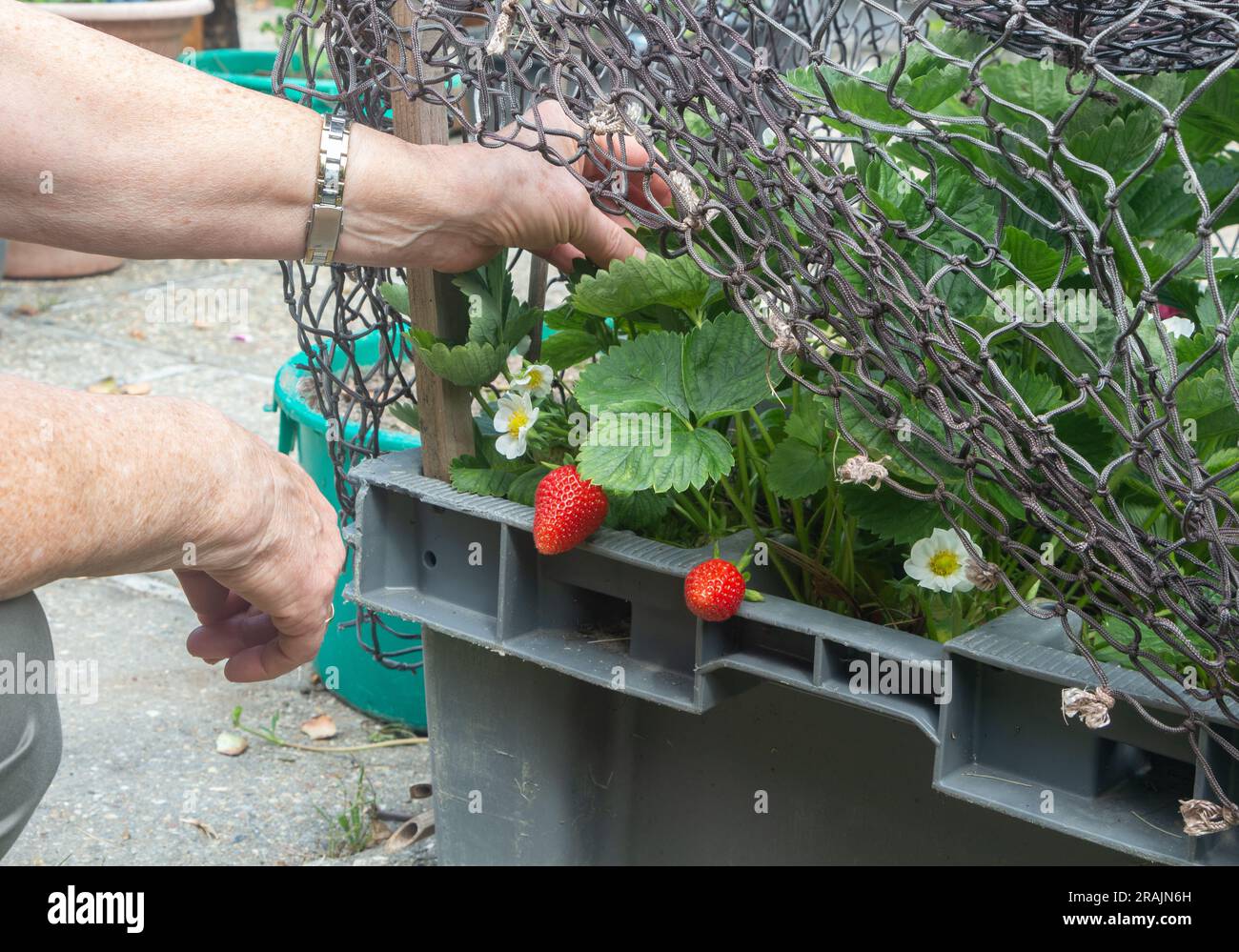 Pick Demenz pick Me Up! (pick Me Up) · Anilist Pick Demenz pick Me Up! (pick Me Up) · Anilist