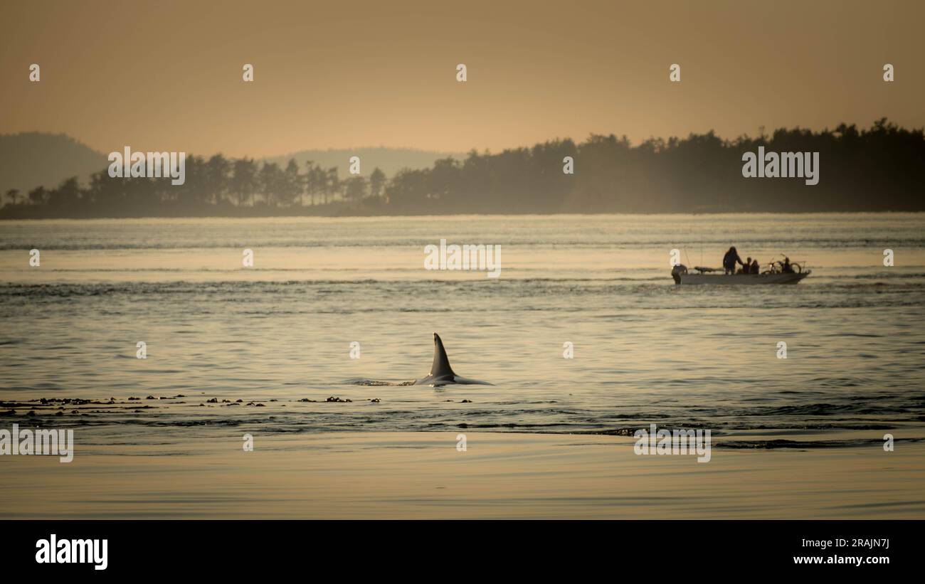 Whale watching from a small boat at dusk Stock Photo