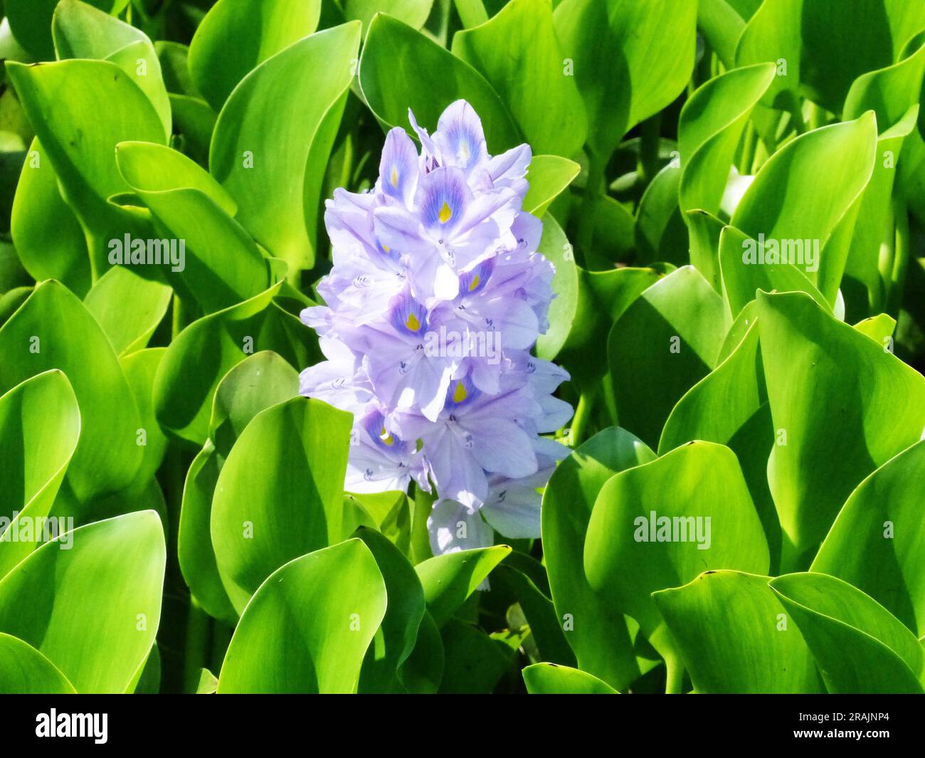 water hyacinth flower Stock Photo